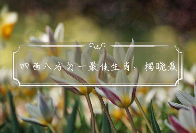 四面八方打一最佳生肖，揭晓最佳释义成语作答解释