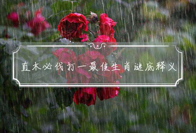直木必伐打一最佳生肖谜底释义