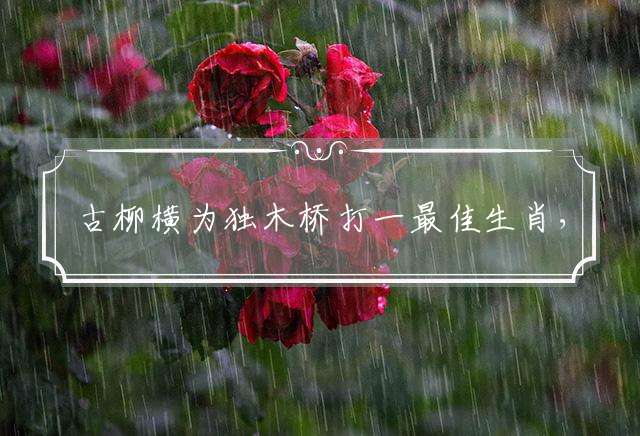 古柳横为独木桥打一最佳生肖，独家解析落实
